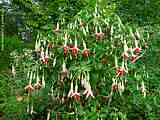 Fuchsia species