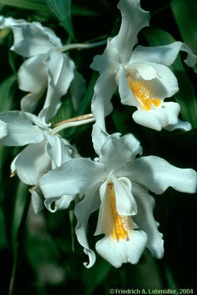 Coelogyne cristata