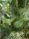 Palmae, Arecaceae