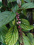 Trichostigma peruvianum