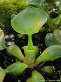 Eichhornia crassipes 