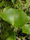 Pontederia rotundifolia