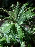 Blechnaceae
