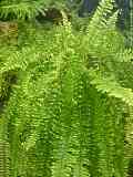 Nephrolepidaceae