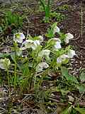 Helleborus orientalis 'White Strain'