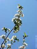 Prunus avium -  cherry tree, Kirschbaum