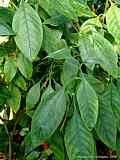 Psychotria nigra