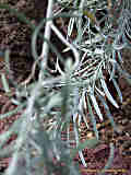 Cneorum pulverulenta