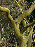 Salix matsudana 'Tortuosa'
