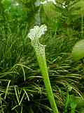 Sarracenia leucophylla 'Green and white'