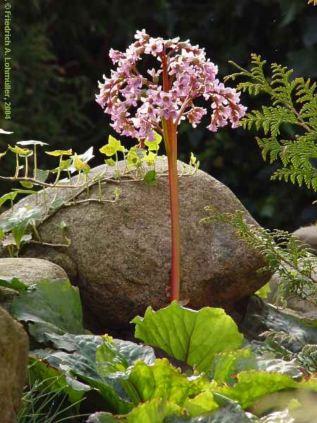 Bergenia cordiflora hybr.