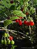 Solanum dulcamaro
