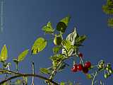 Solanum dulcamaro