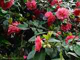Camellia japonica cv