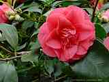 Camellia japonica cv