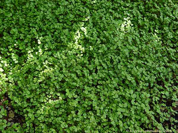 Soleirolia soleirolii