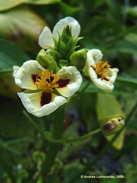 Sagittaria montevidensis