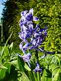 Hyacinthus - Hyacinths - Hyazinten