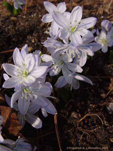 Scilla mischtschenkoana