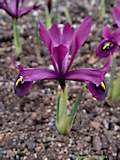 Iris histrioides