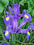 Iris cv