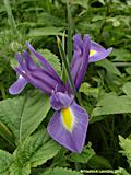 Iris hybrid