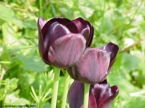 Tulipa - tulips - Tulpen