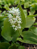 Ruscaceae