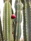 Cereus repandus, Cereus peruvianus
