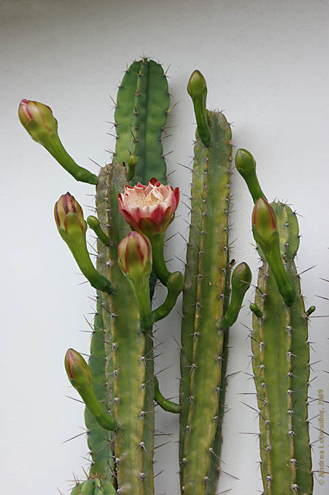 Cereus validus, Cereus forbesii