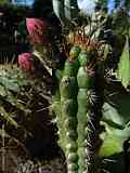 Cleistocactus serpens, Bozicactus sulifer