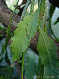 Disocactus phyllantoides, Nopalxochia phyllantoides, Phyllocactus phyllantoides