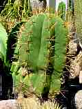 Echinopsis terscheckii, Trichocereus terscheckii
