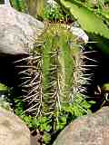 Echinopsis chiloensis, Trichocereus chiloensis