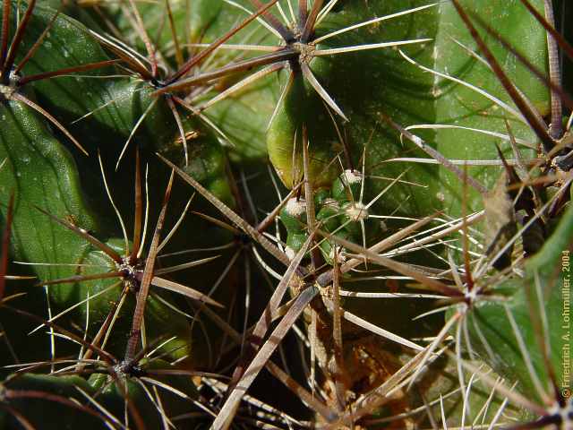 Ferocactus robustus
