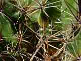 Ferocactus robustus