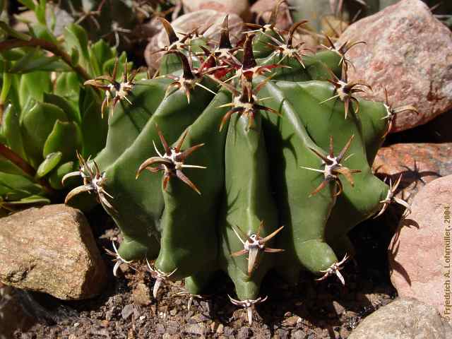 Ferocactus herrerae, Ferocactus falconeri cv. brevispinus