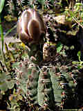 Gymnocalycium quehlianum
