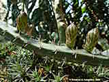 Harrisia pomanensis, Eriocereus bonplandii
