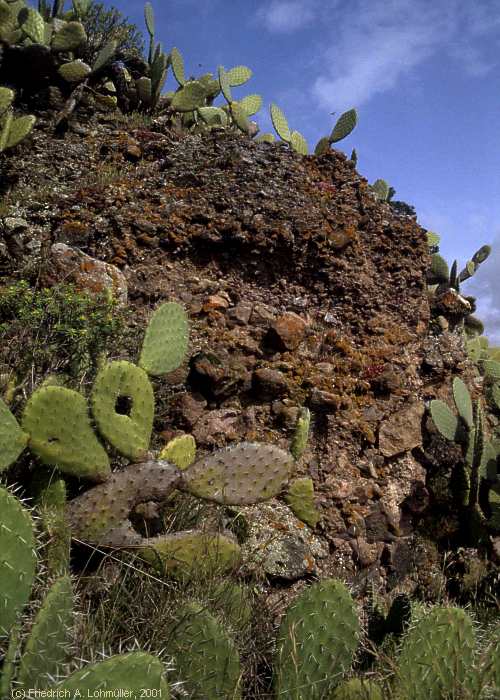Opuntia ficus-indica (L.) MILL.