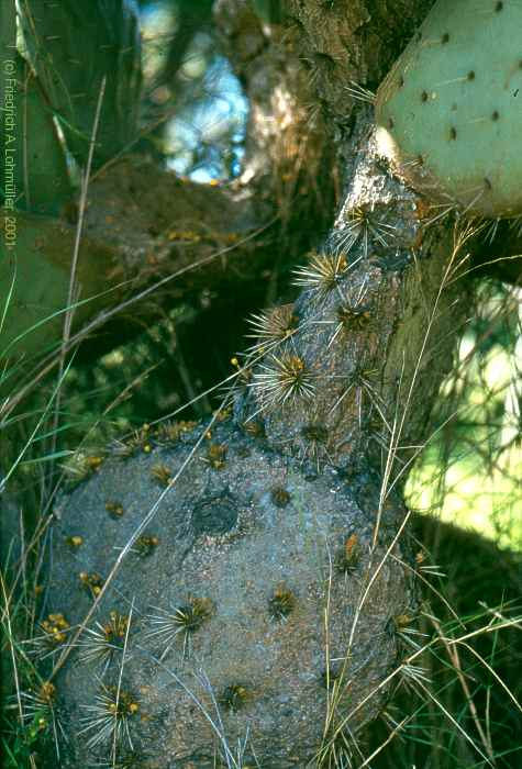 Opuntia robusta WENDL.