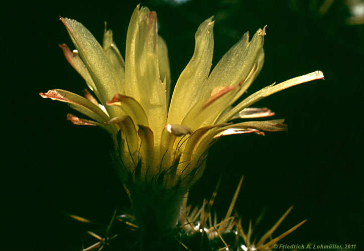 Parodia mammulosa subsp. submammulosa, Notocactus submammulosus