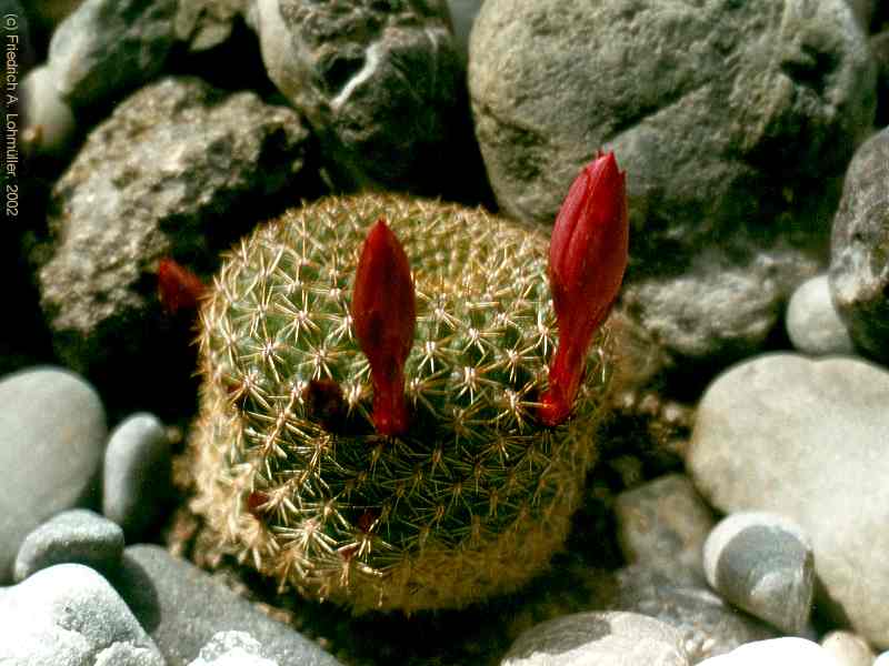 Rebutia violatiflora BACKEBERG