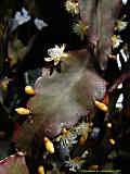 Rhipsalis pachyptera