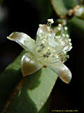 Rhipsalis pentaptera