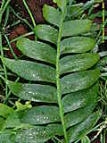 Selenicereus chrysocardium, Epiphyllum chrysocardium