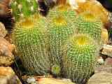 Parodia leninghausii, Notocactus leninghausii