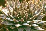 Ariocarpus trigonus (WEBER) K.SCH.