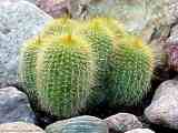 Parodia leninghausii, Notocactus leninghausii