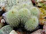 Parodia leninghausii, Notocactus leninghausii